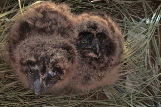 Two short-eared owl chicks 