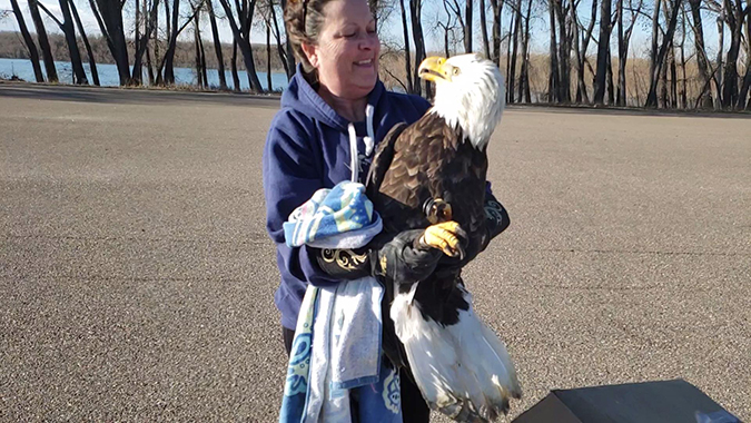 Wendie Henderson with a rescued bald eagle