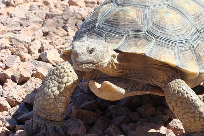 A Mojave Desert tortoise