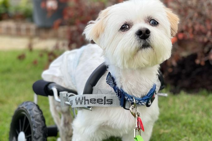 Bonzo was found and rescued by Saving Hope. The Hedricks saw a video of him unable to walk and knew he needed their help. They helped the organization raise money to cover his wheelchair.  