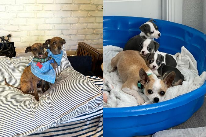 Sigmund and Freud, left, are a bonded pair of Italian greyhound mixes who are loving lap dogs. Roxi, right, was found as a pregnant stray by Saving Hope. The Hedricks fostered Roxi and adopted two puppies from the litter.   