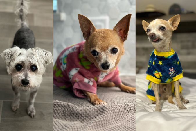 Poncho, Rosie, and Smitty were all in need of medical treatment when they were first brought in to Saving Hope Animal Rescue. The Hedricks took them in and fostered them to health. 
